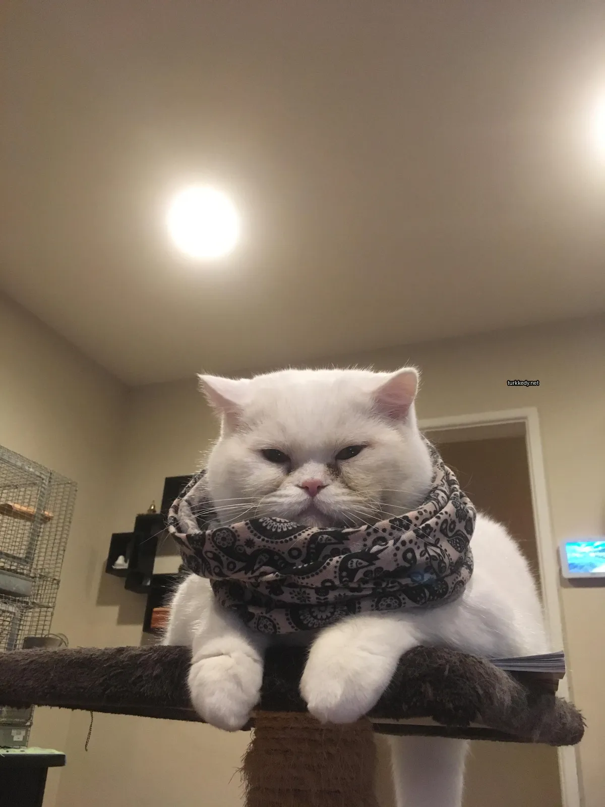 Beyaz bir kedi, bir pink ve siyah şal ile boynunda, bir kedi yatağında oturuyor.