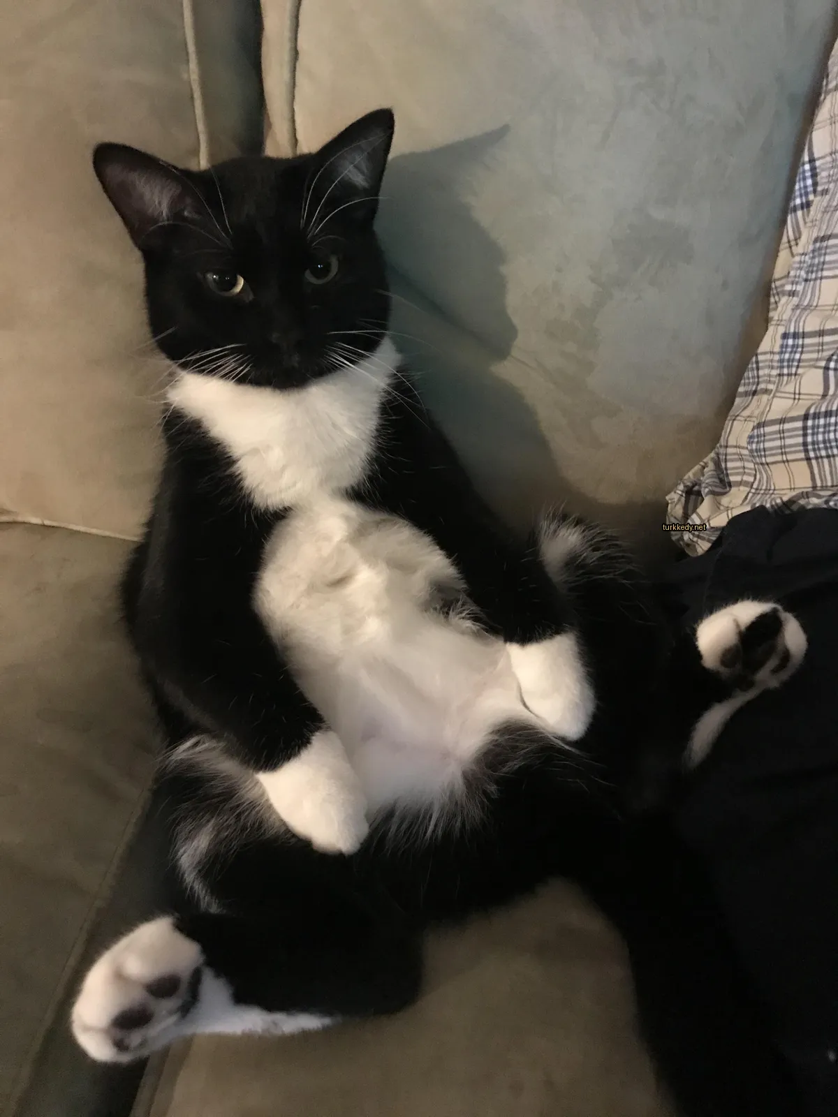 Siyah ve beyaz bir kedi bir sofa üzerinde oturuyor.