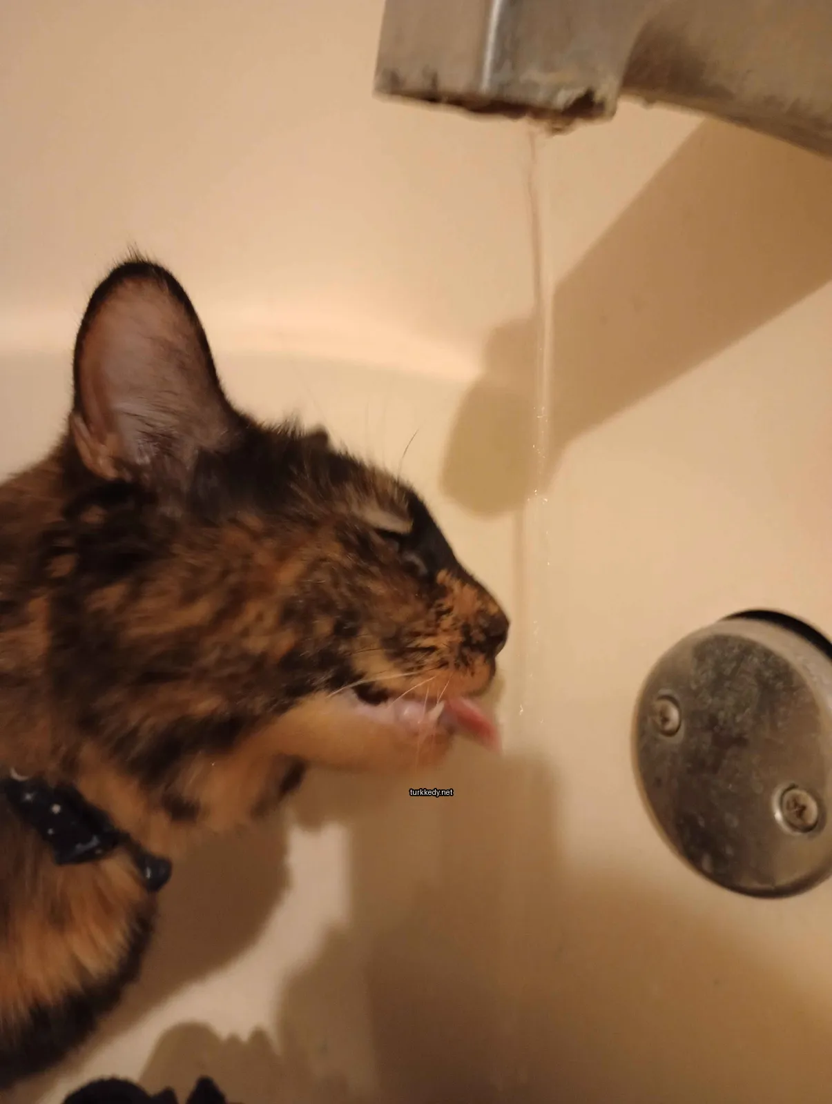 Kara ve kahverengi bir deri desenine sahip bir kedi banyoda ayağının üstüne tükürüyor.