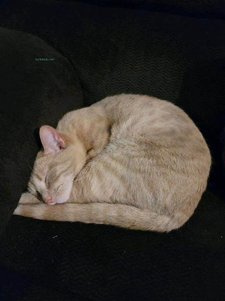 Kahverengi bir kedi bir sofa üzerinde sarılmış.