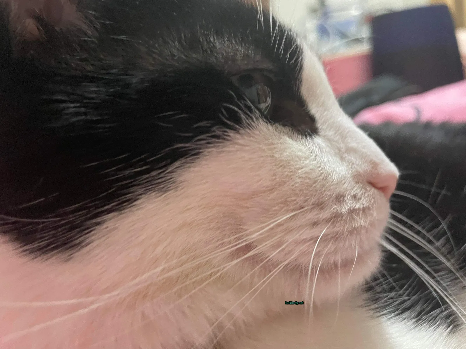 Beyaz bir kedi, pembe arka planıyla.