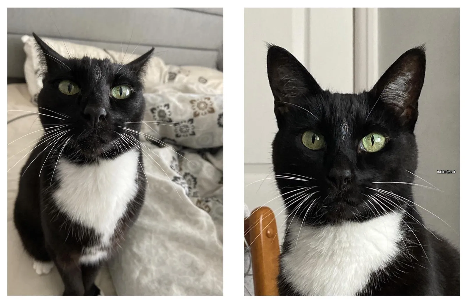 Siyah ve beyaz bir kedi bir sandalyıkta oturuyor.