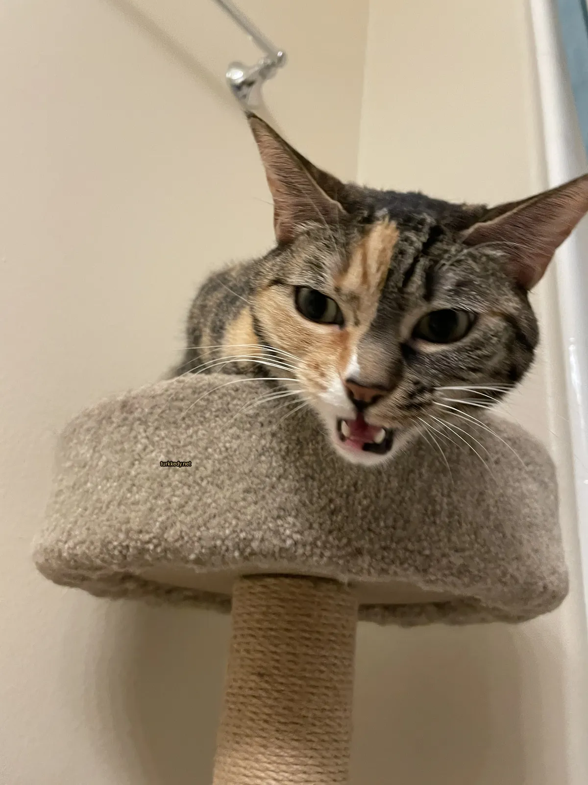 Koyu ve beyaz bir deri desenine sahip bir kedi, kedi ağacında oturuyor.