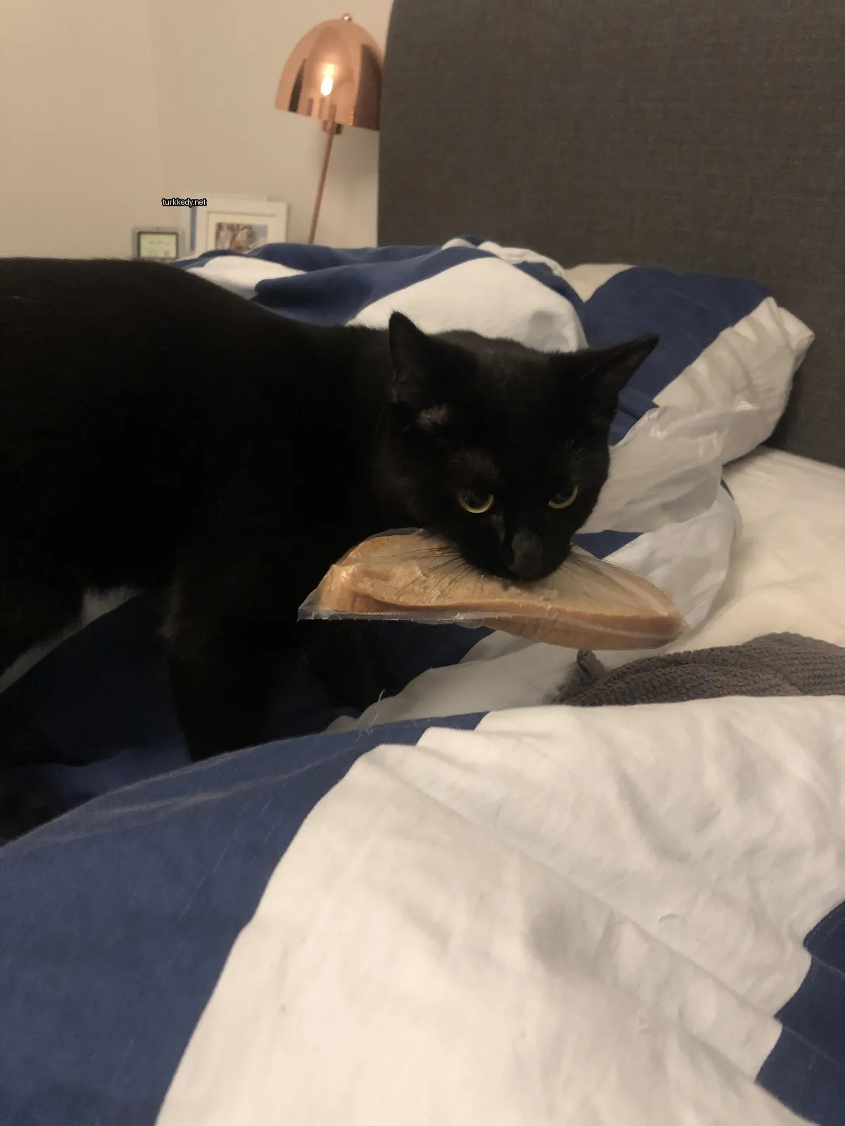Siyah bir kedi, ağzında bir parça ekmeği tutuyor.