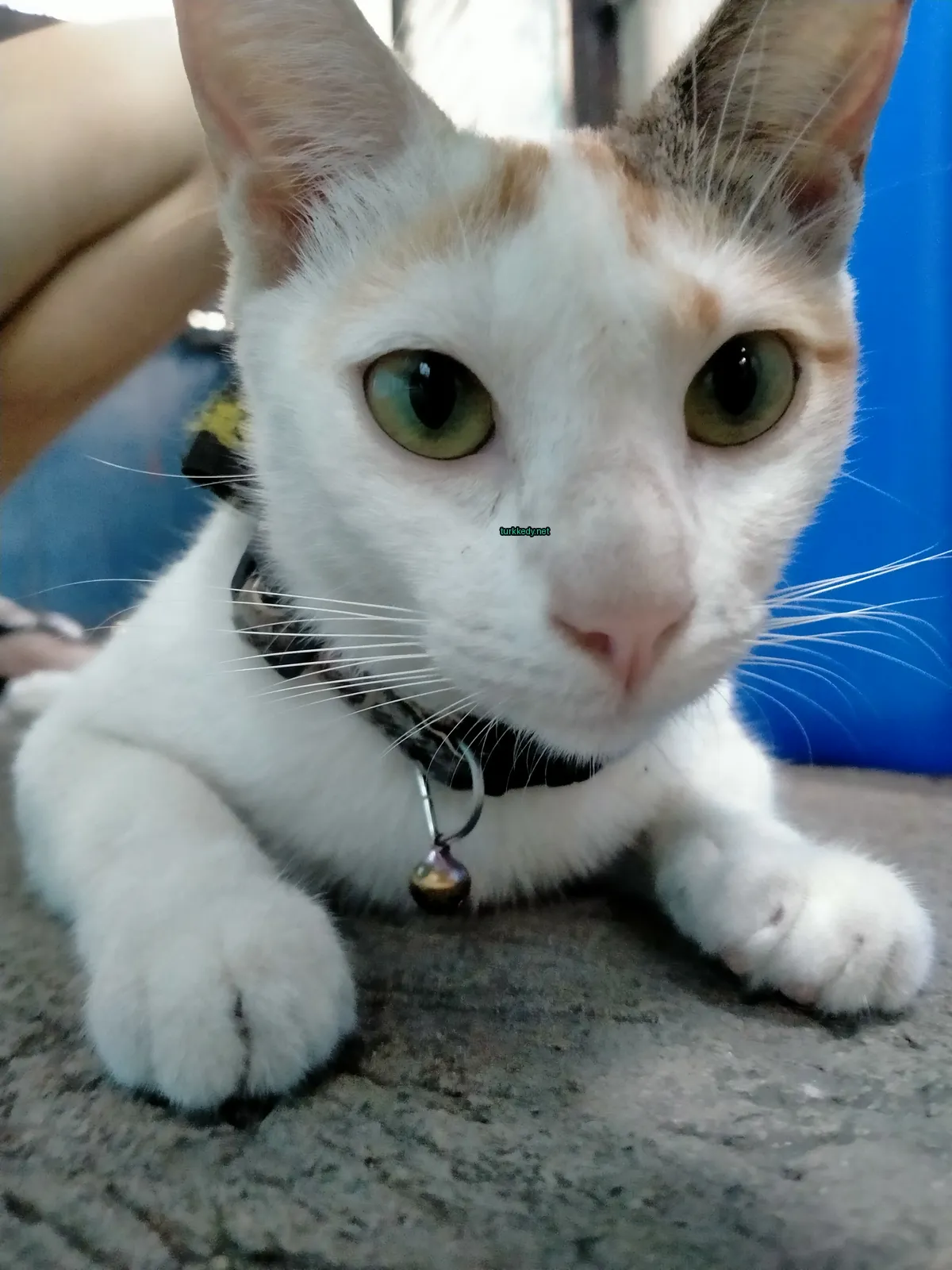 Beyaz bir kedi siyah bir kemerle ve yeşil gözlerle bir masada oturuyor.