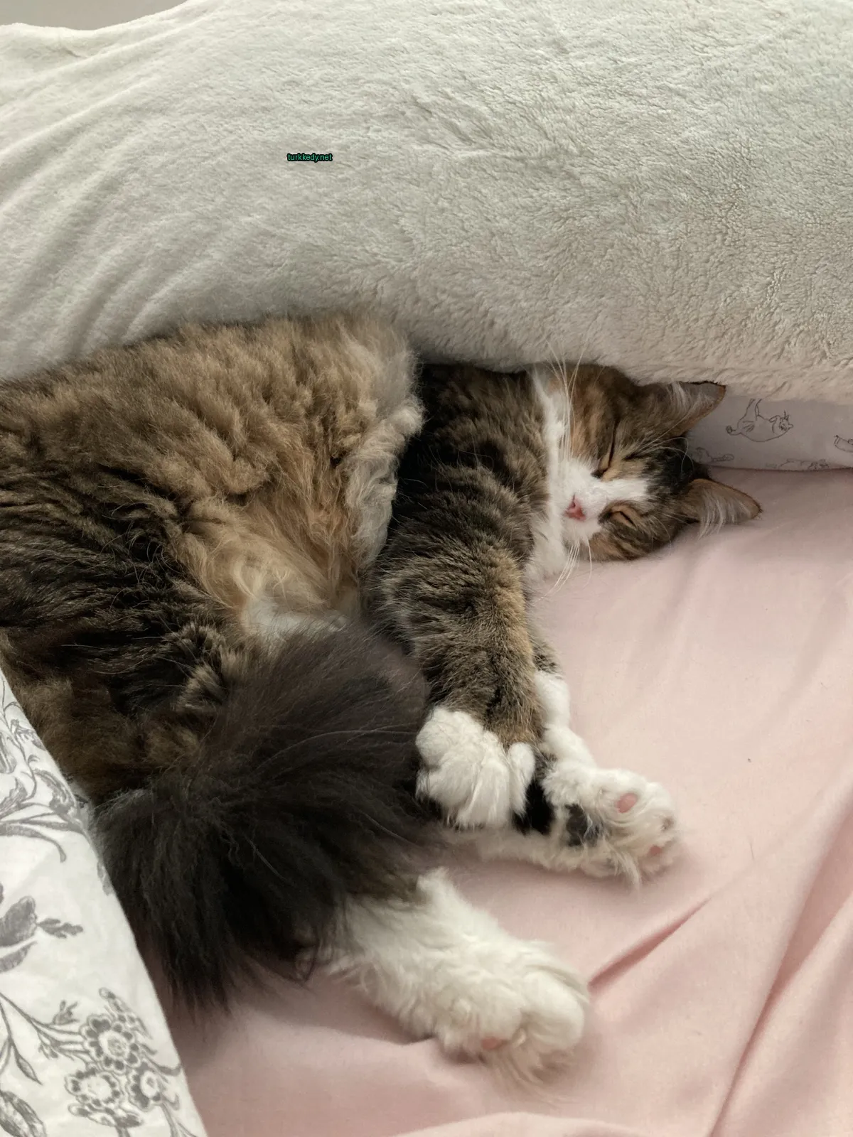 Koyu ve beyaz renkli bir püskürtü olan bir kedi pink bir yatakta yatıyor.