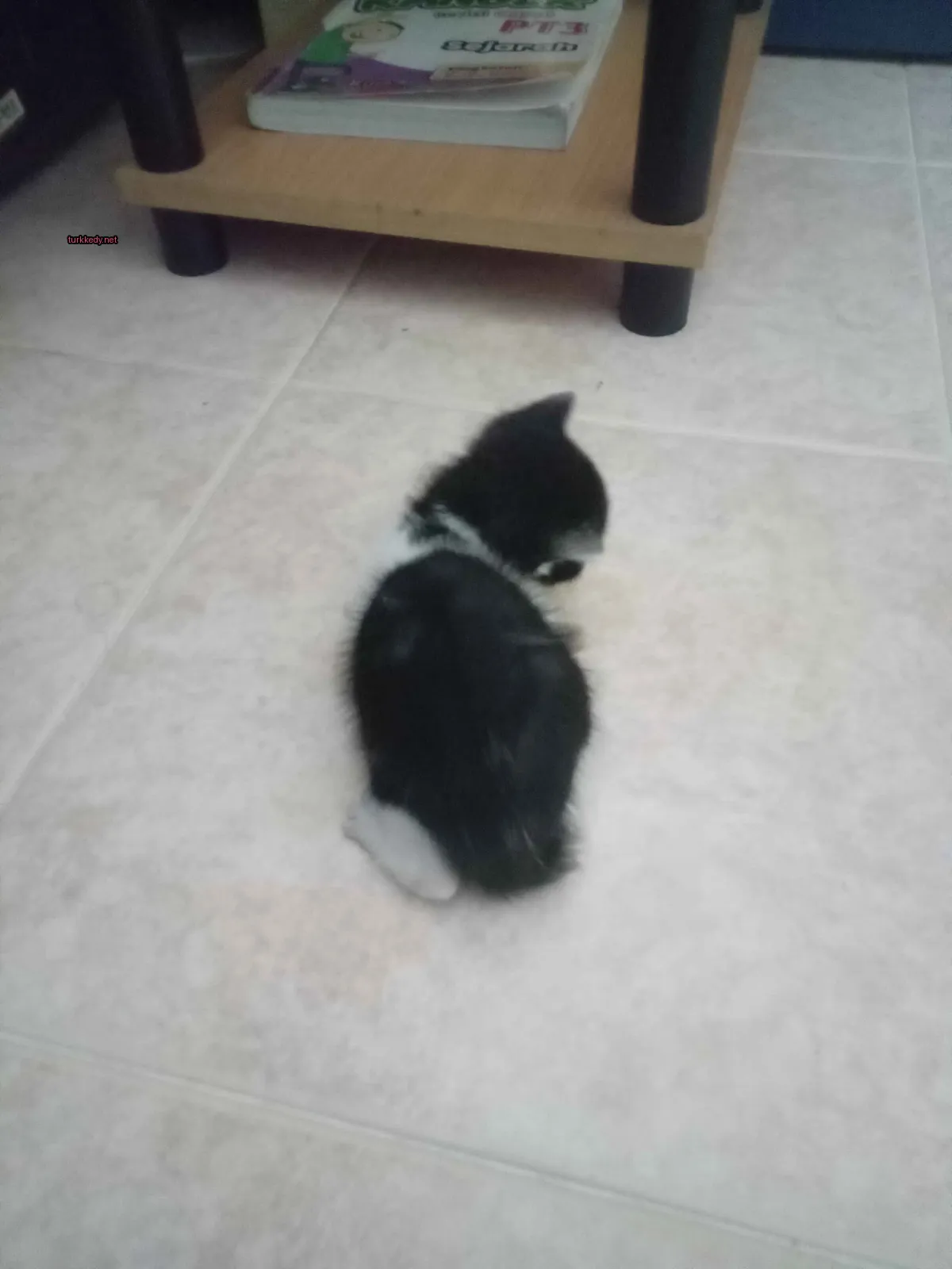 Siyah ve beyaz bir kedi mermer zeminde yatıyor.