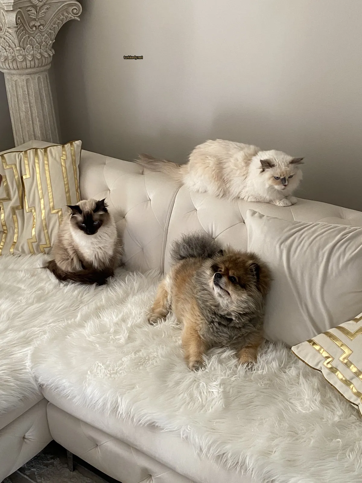 Beyaz bir koltukta kahverengi ve beyaz bir kedi oturuyor.