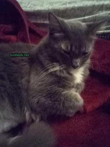 Gri bir kedi, beyaz tüylü burunları ve kırmızı bir battaniyeye sarılmış.