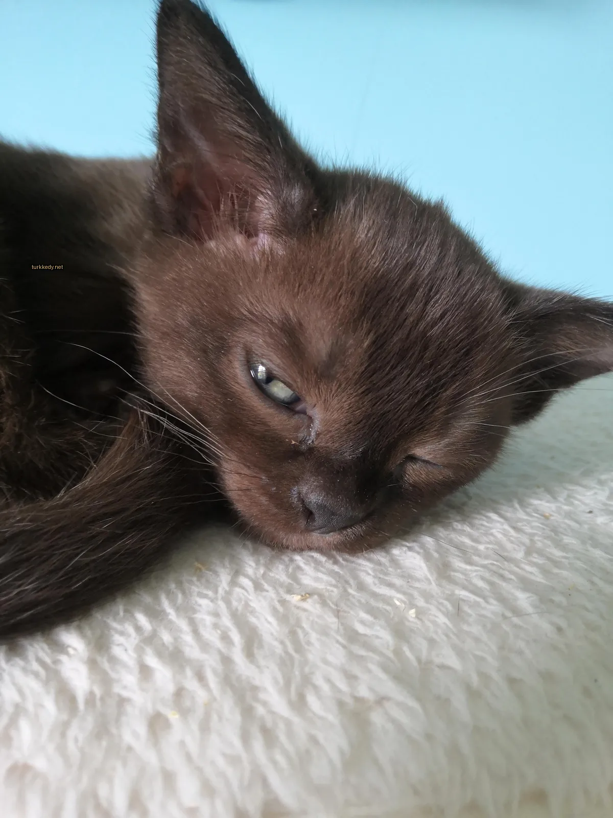 Siyah bir kedi beyaz bir battaniyenin üzerinde yatıyor.