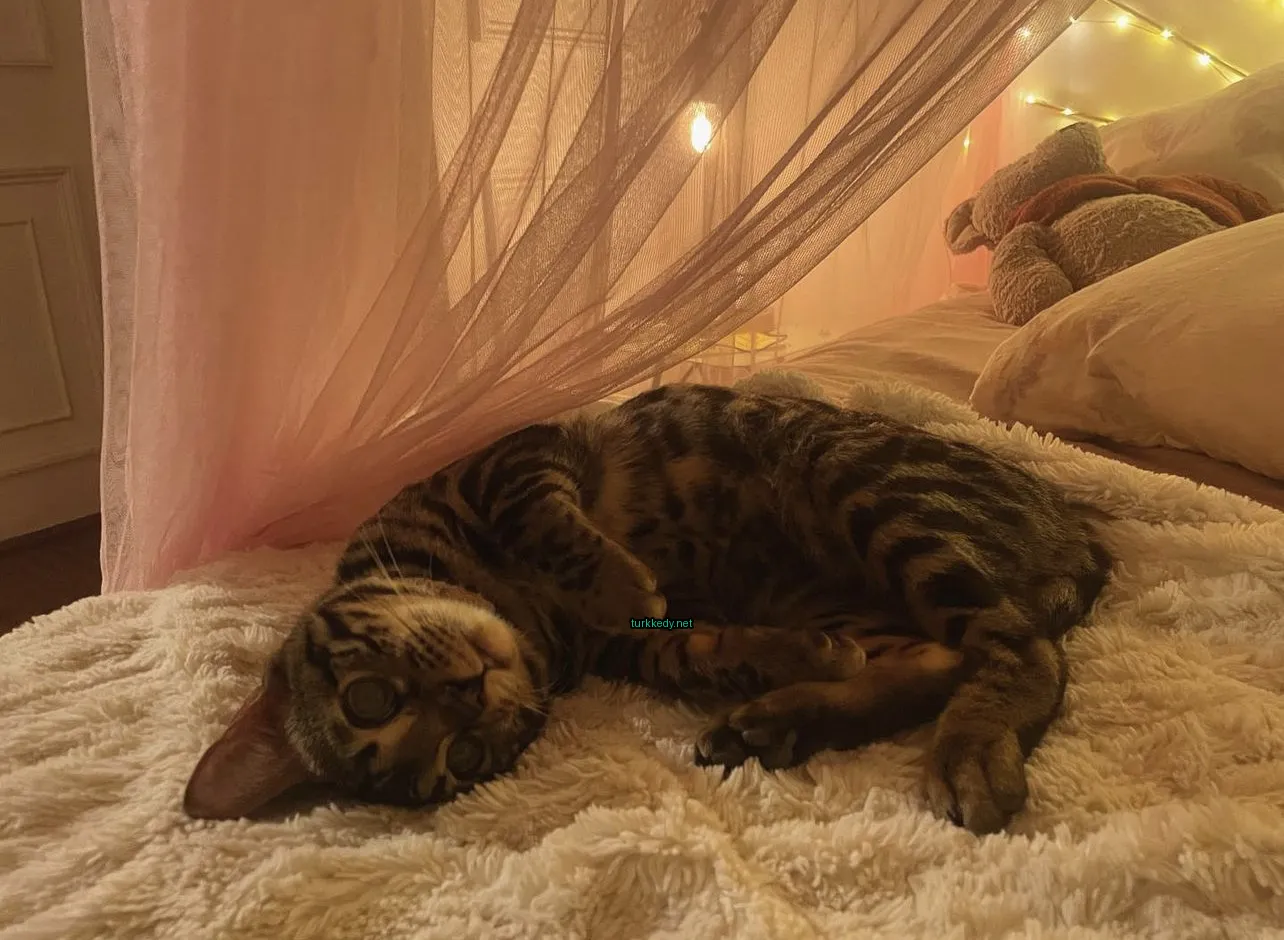 Bir çiçek desekli kedi, bir kanopi olan beyaz bir yatakta yatıyor.
