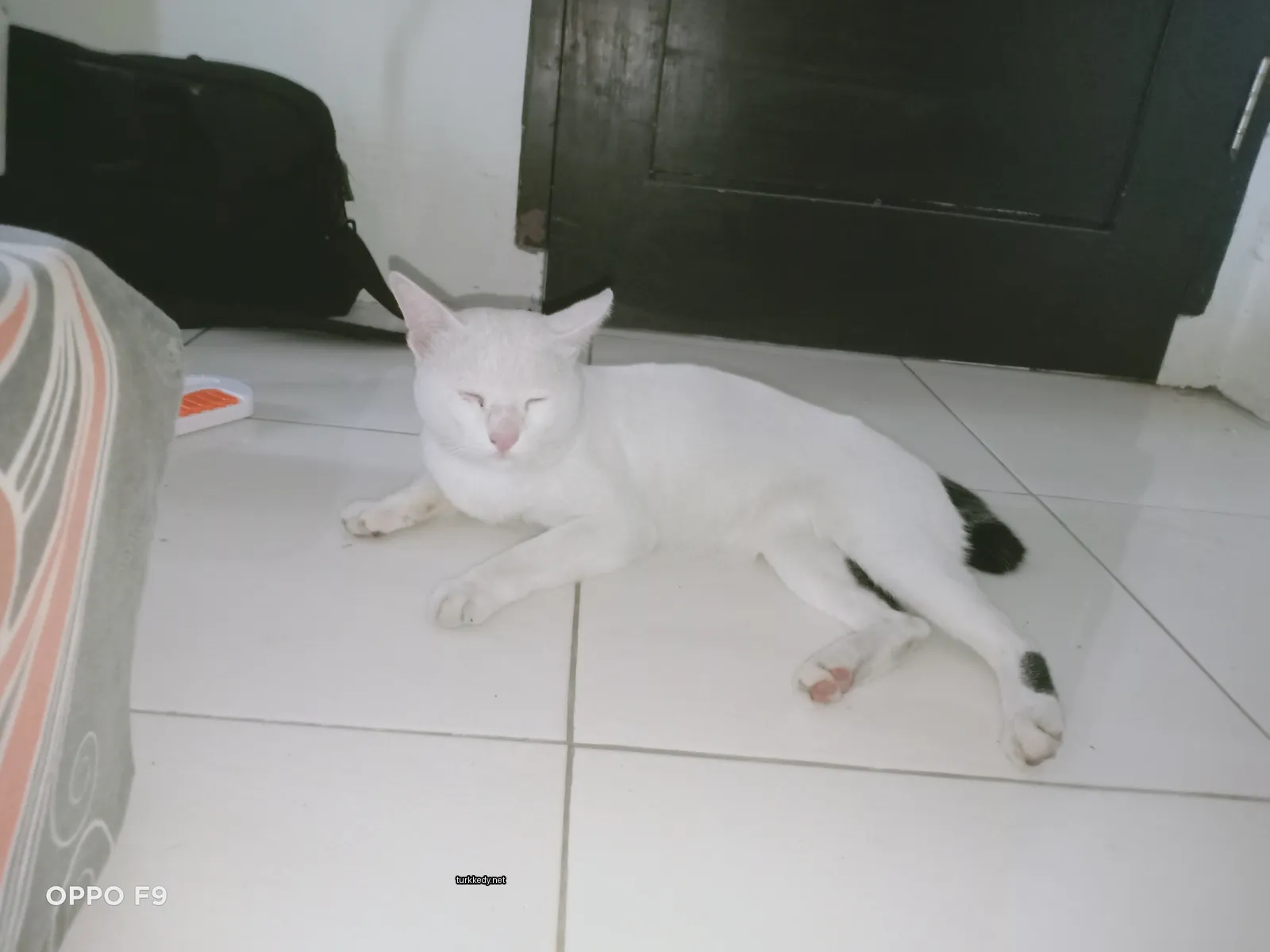 Beyaz bir kedi siyah lekeli bir zemin üzerinde yatıyor.