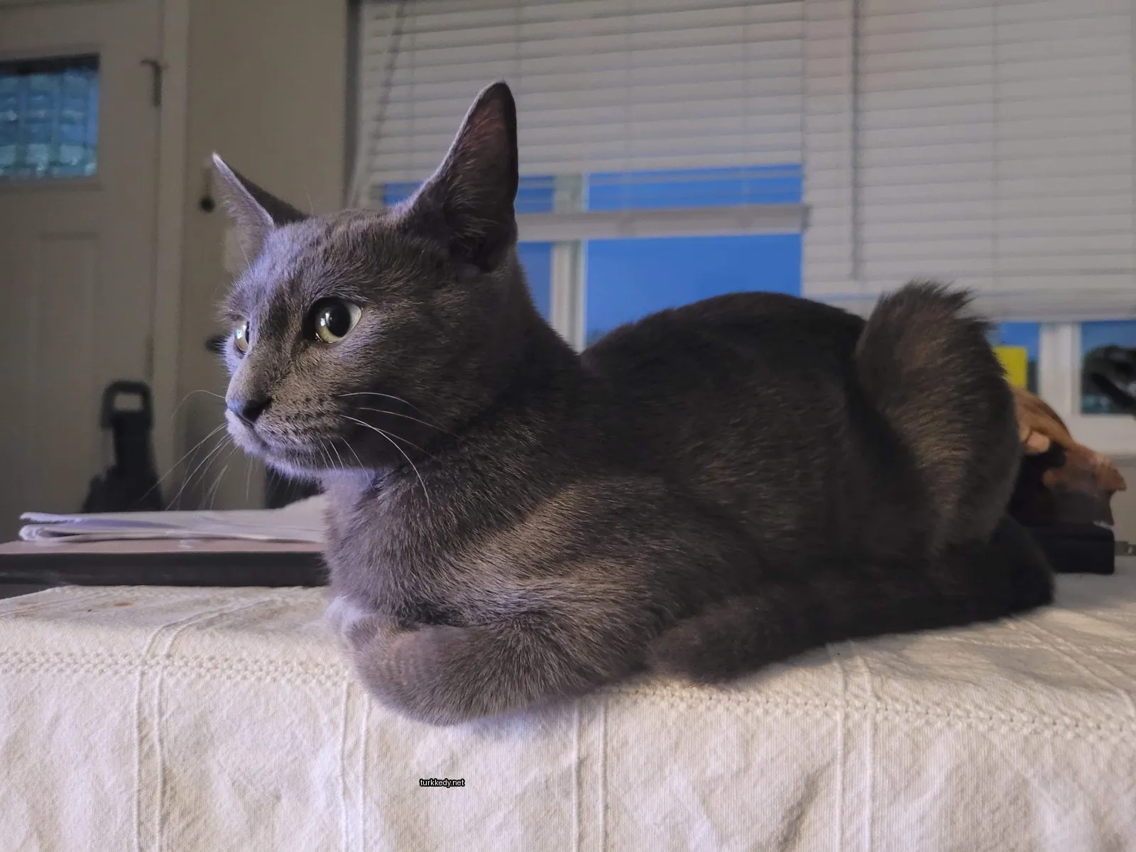 Gri bir kedi, siyah kuyruğu ile beyaz bir bez üzerinde oturuyor.