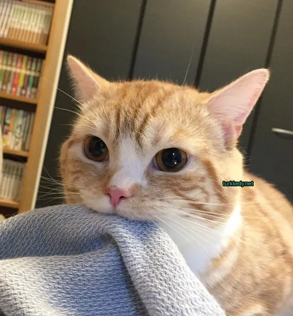 Koyu kahverengi ve beyaz bir kedi, beyaz yüzü ve pembe burunla, kameraya bakarken bir bez üzerine oturuyor.