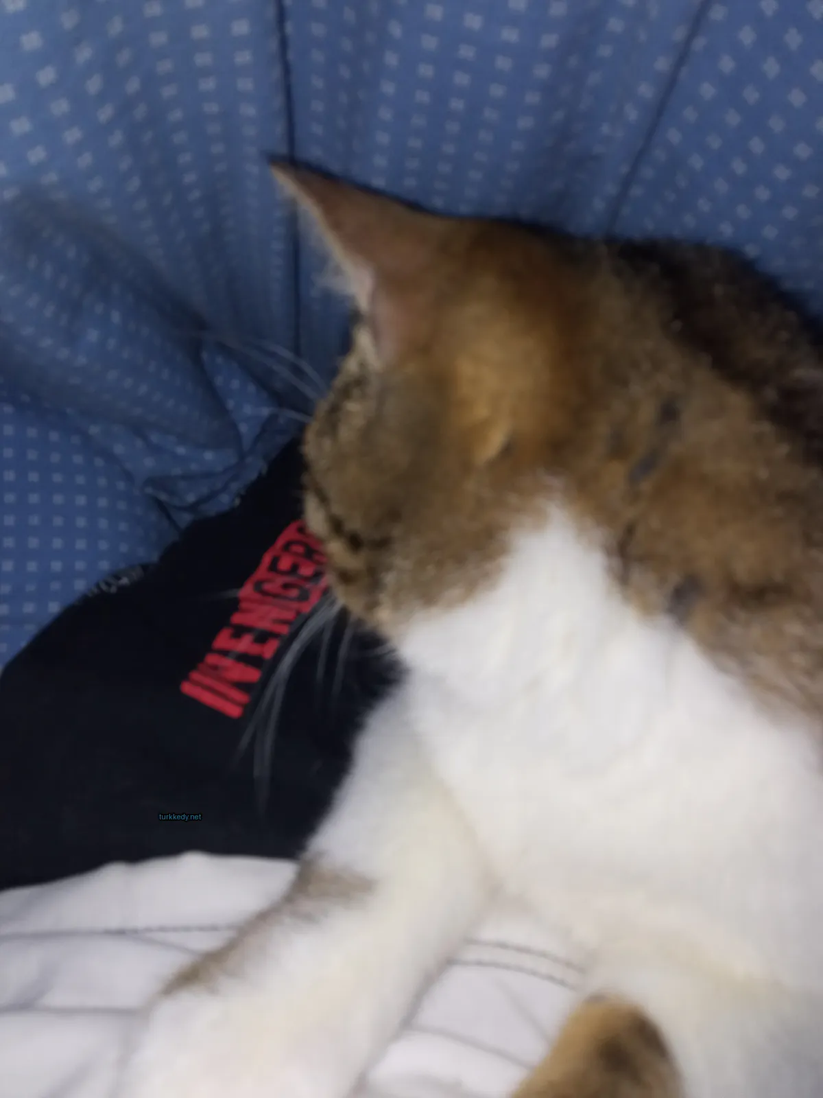 Beyaz ve kahverengi bir kedi, siyah bir kolyeli yatan bir yatakta yatıyor.