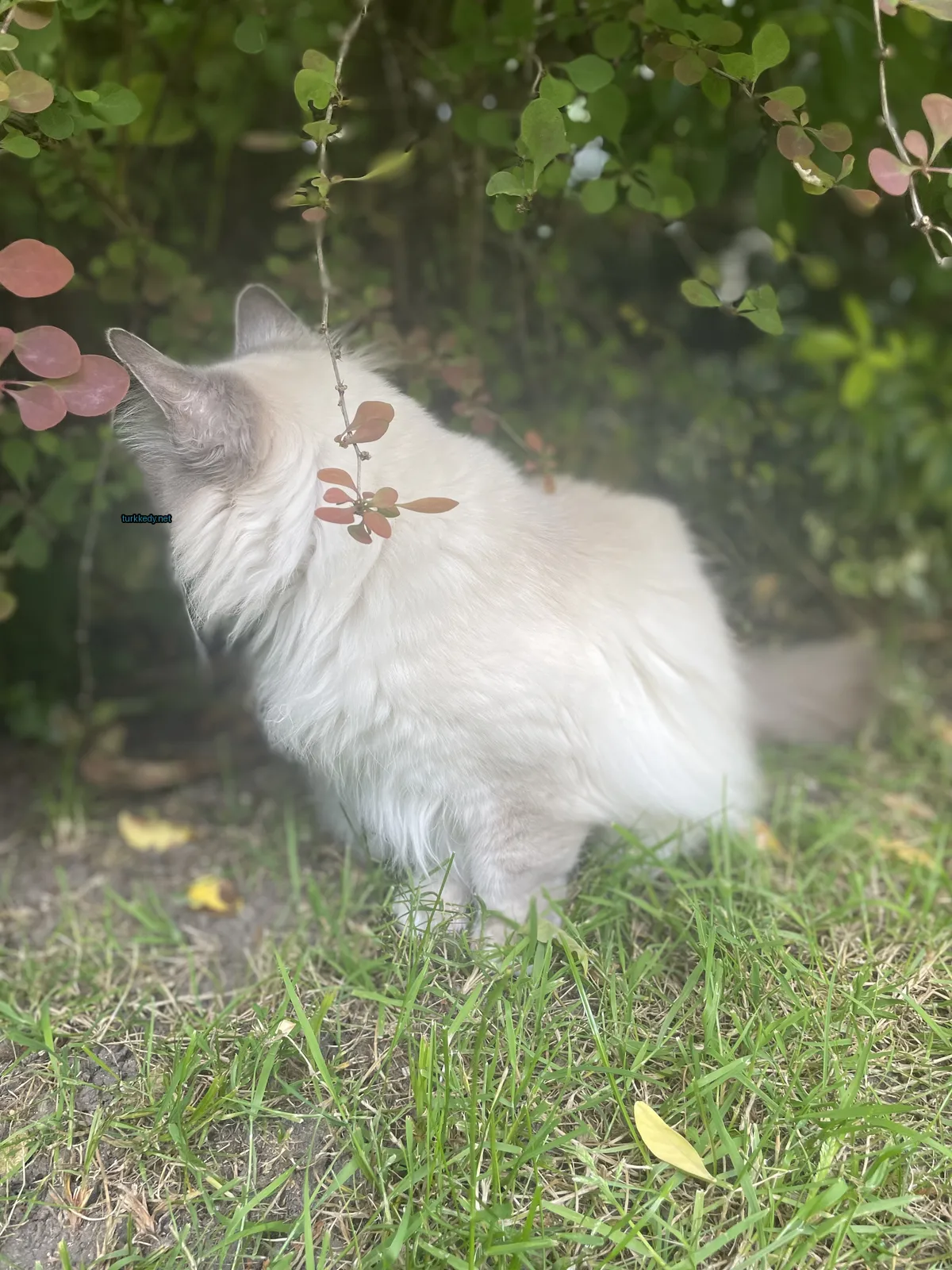 Beyaz bir kedi, püsküllü kuyruğu ve pembe burunla otlakta duruyor.