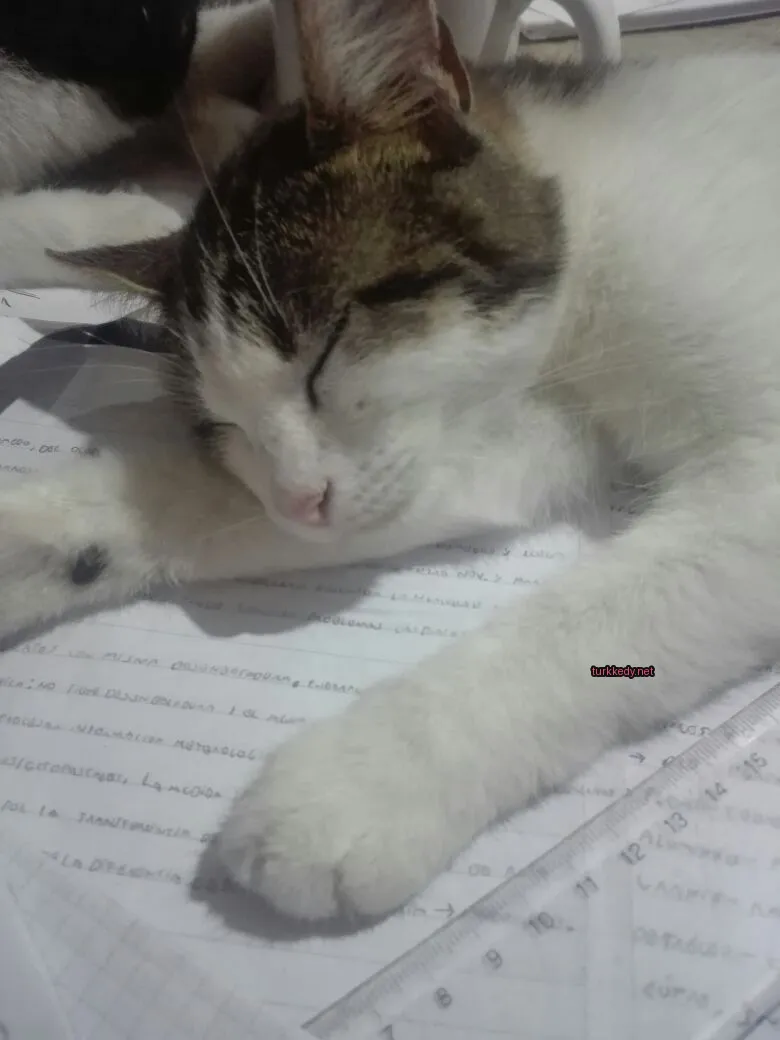 Beyaz ve kahverengi bir kedi kağıda uyuyor.