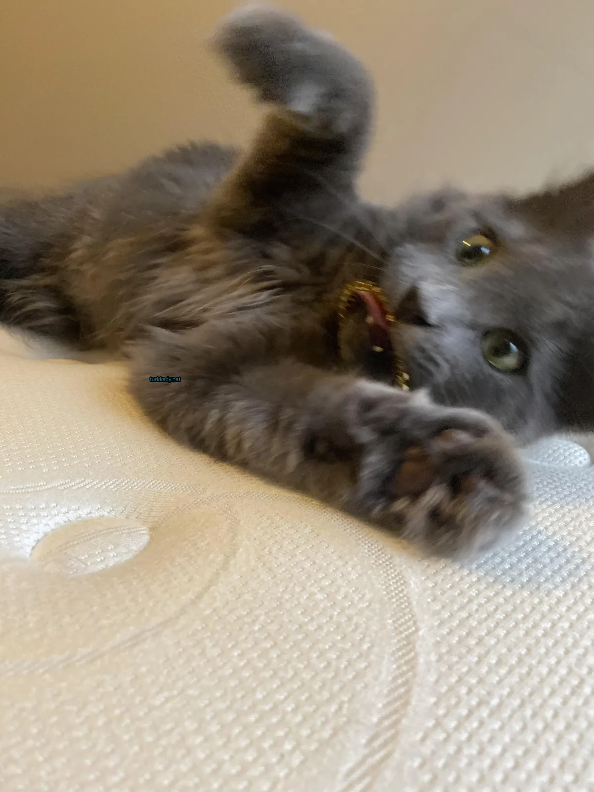 Gri kedi beyaz yastığın üzerinde beyaz gövdesiyle yatıyor.