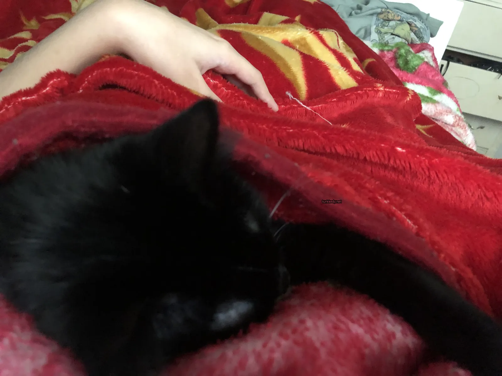 Siyah bir kedi kırmızı bir bez üzerinde uyuyor.