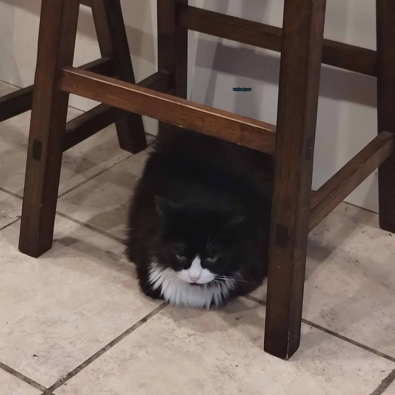 Siyah ve beyaz bir kedi bir ahşap sandalyenin altındadır.