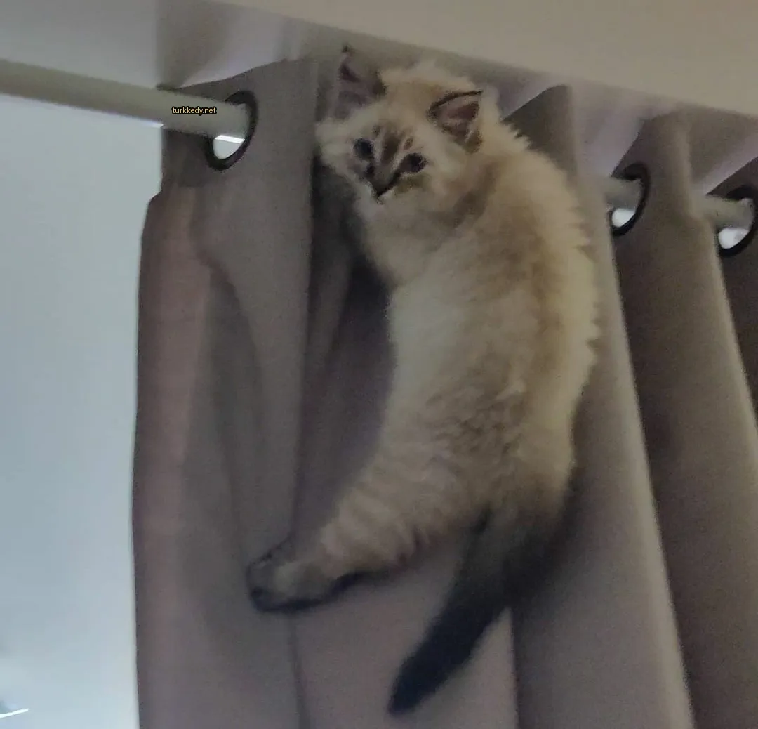 Beyaz ve gri bir kedi perdeden sallanıyor.