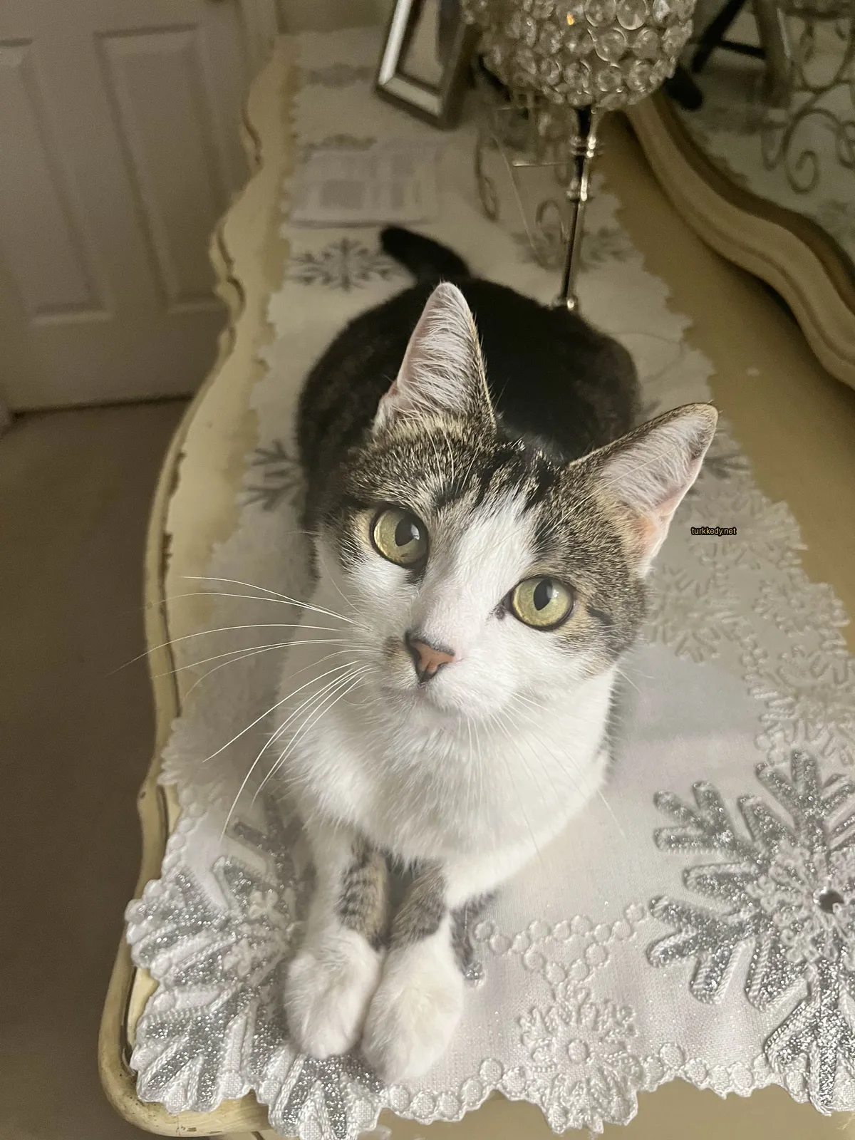 Beyaz ve kahverengi bir kedi masa üzerinde oturuyor.