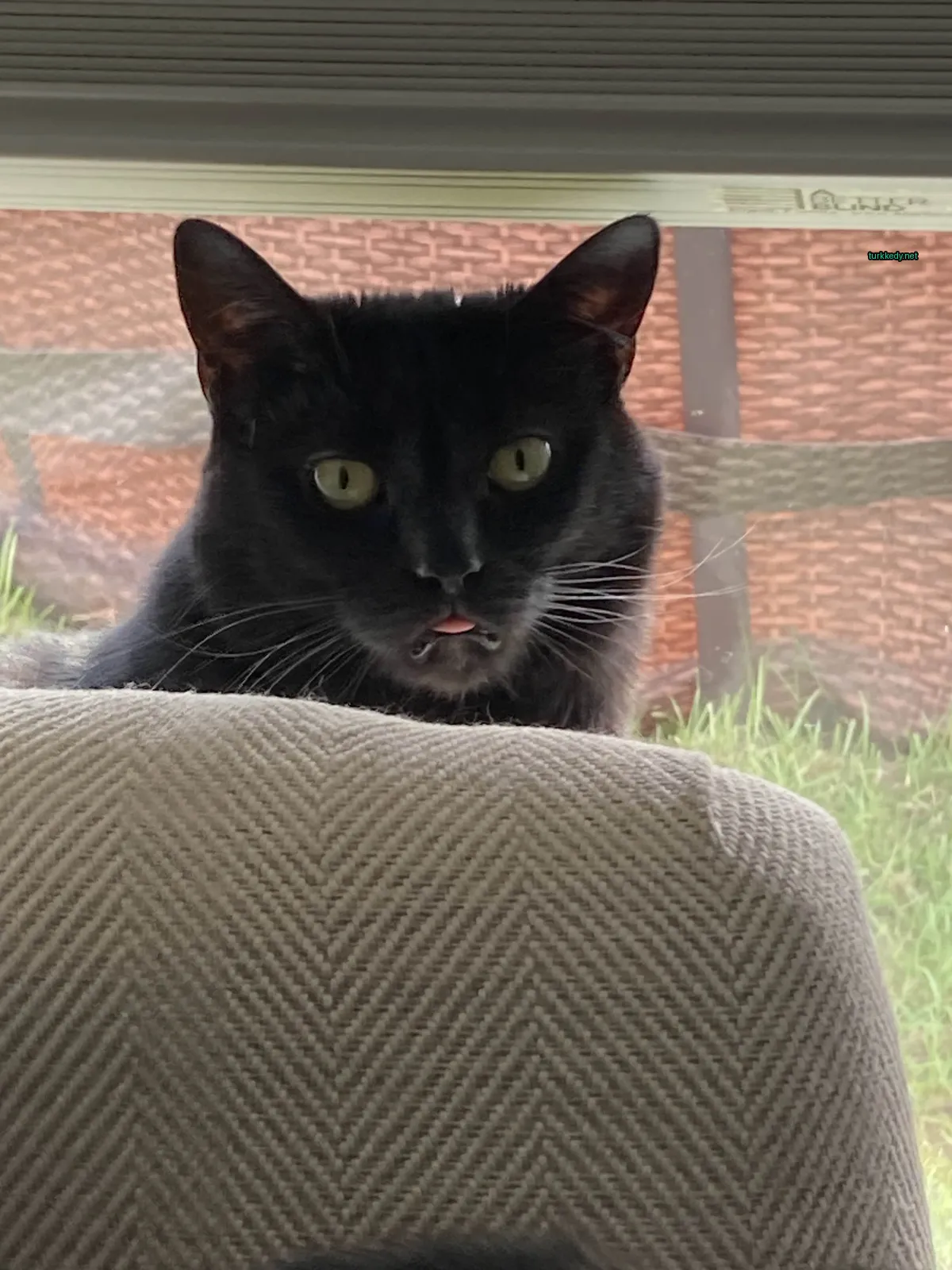 Siyah bir kedi, beyaz bir çene ve bıyıklarla bir sofa üzerinde oturuyor.