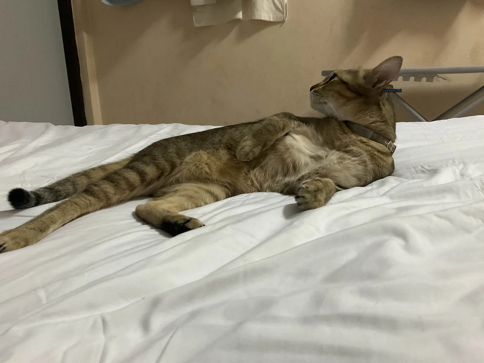 Kara ve siyah şeritli bir kedi beyaz bir yatakta yatıyor.