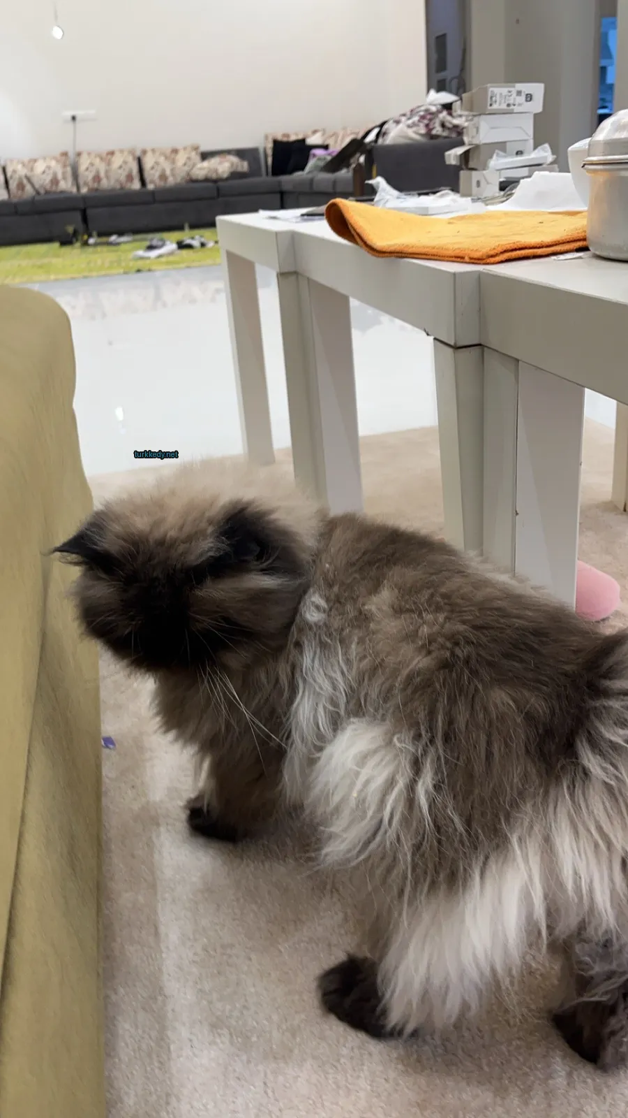 Bir gri ve beyaz tüylü kedi bir halı üzerinde bir masaya yakın bir şekilde oturuyor.