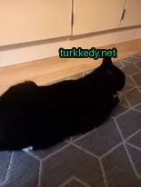 Siyah bir kedi bir halı üzerinde yatıyor.