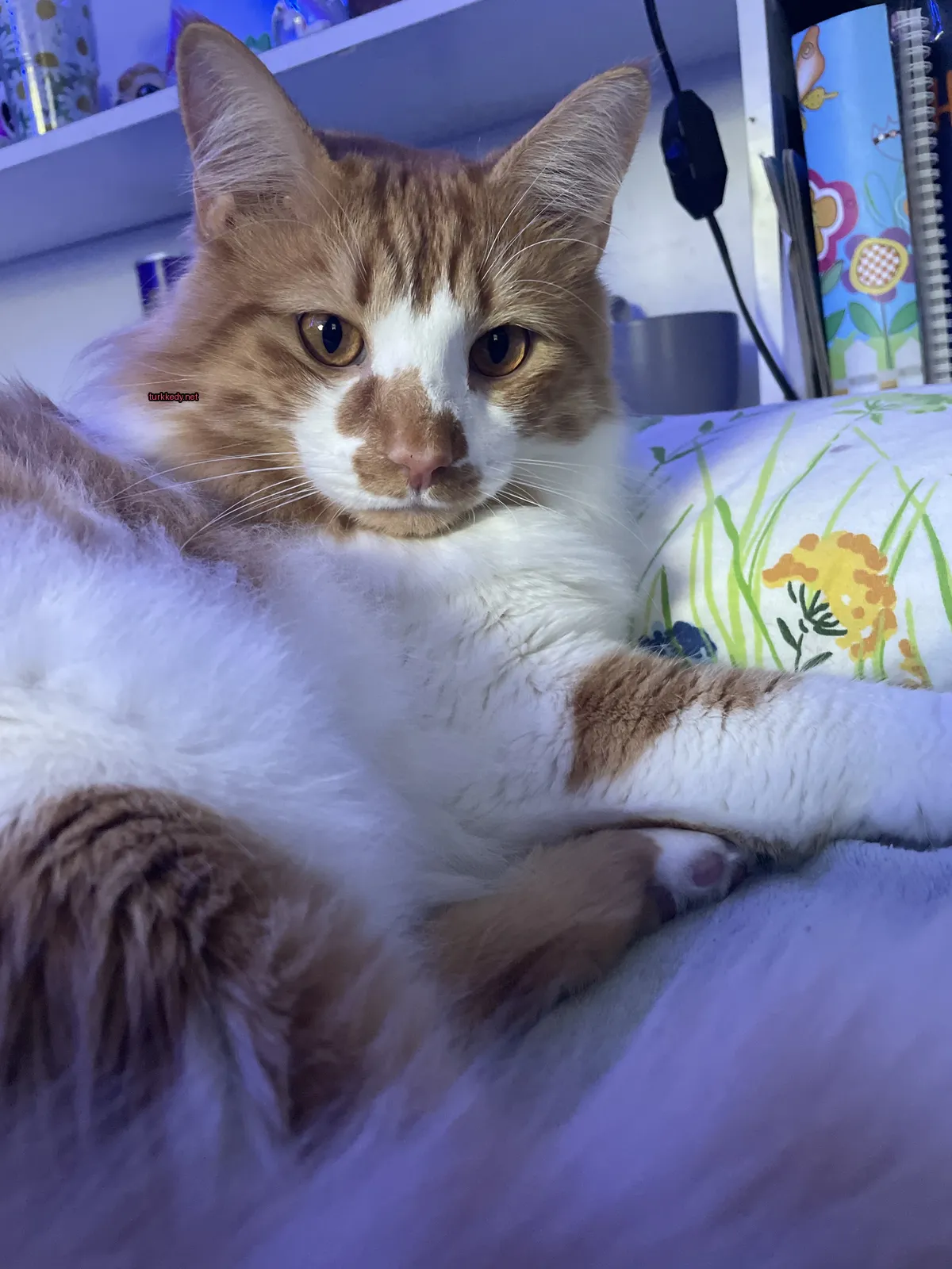 Kırmızı beyaz bir kedi yastık üzerinde yatıyor.