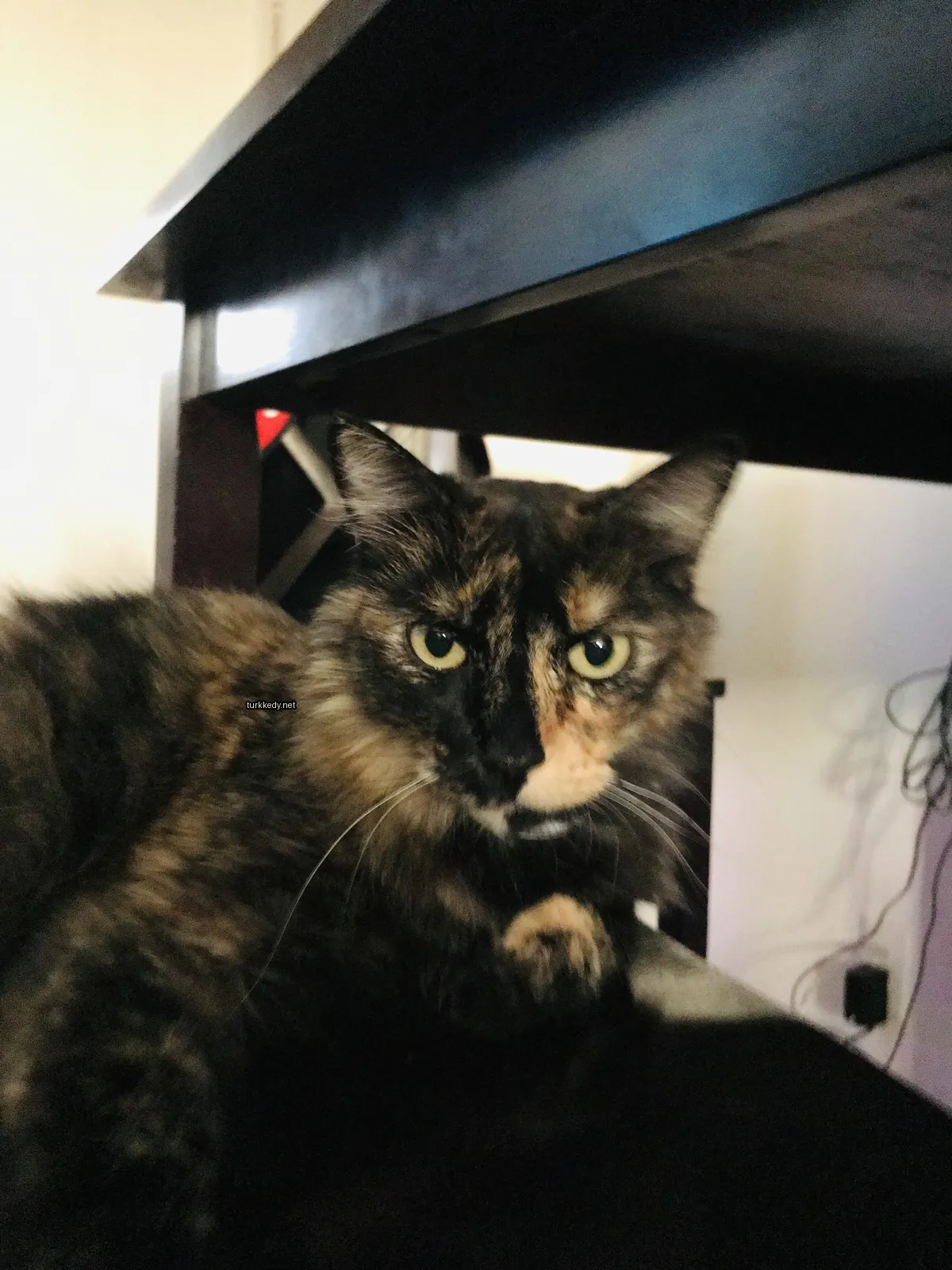 Bir siyah burunlu ve beyaz tüylü bir kedi masa üzerinde oturuyor.