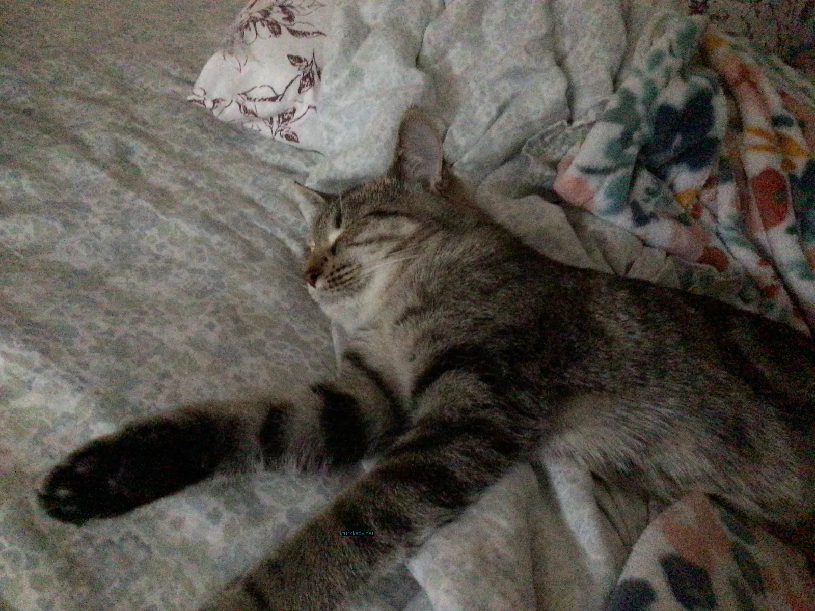 Gri ve siyah şeritli bir kedi yatakta yatıyor.