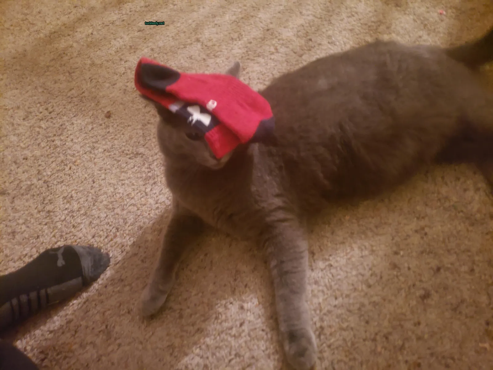 Gri bir kedi kırmızı bir şapka giyip zemine uzanmış.