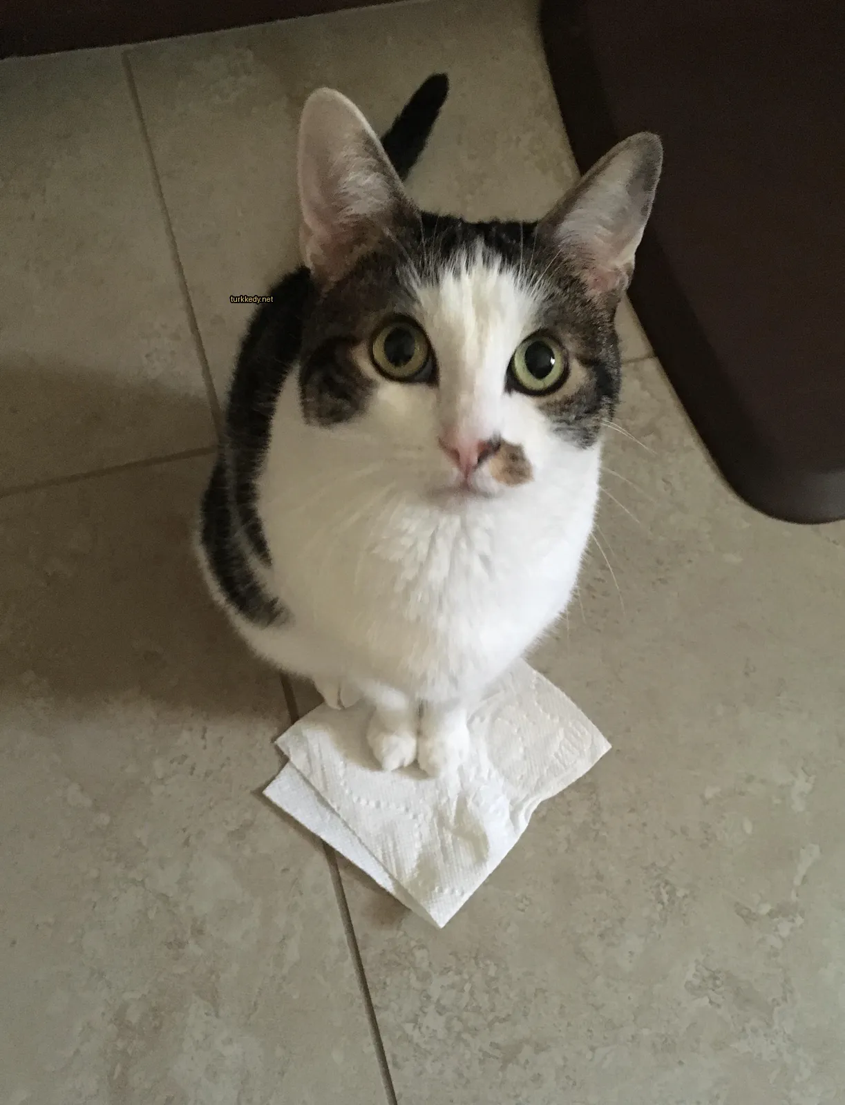 Beyaz ve siyah bir kedi beyaz bir havlu üzerinde oturuyor.