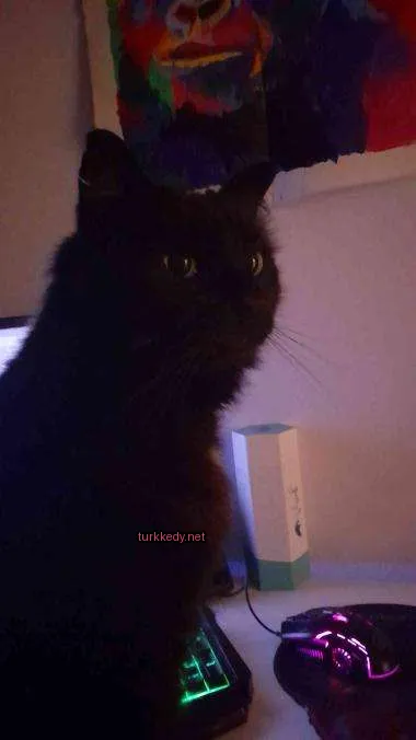 Siyah bir kedi beyaz göğüsleriyle masa üzerinde oturuyor.