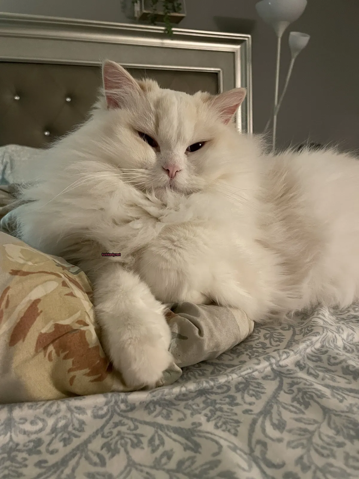 Beyaz ve püsküllü bir kedi yatakta yatıyor.