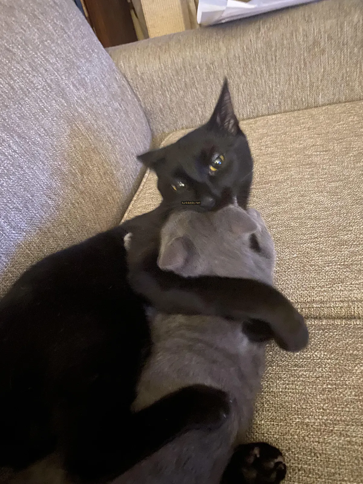 Siyah bir kedi ve gri bir kedi kuzeyi bir sofa üzerinde.