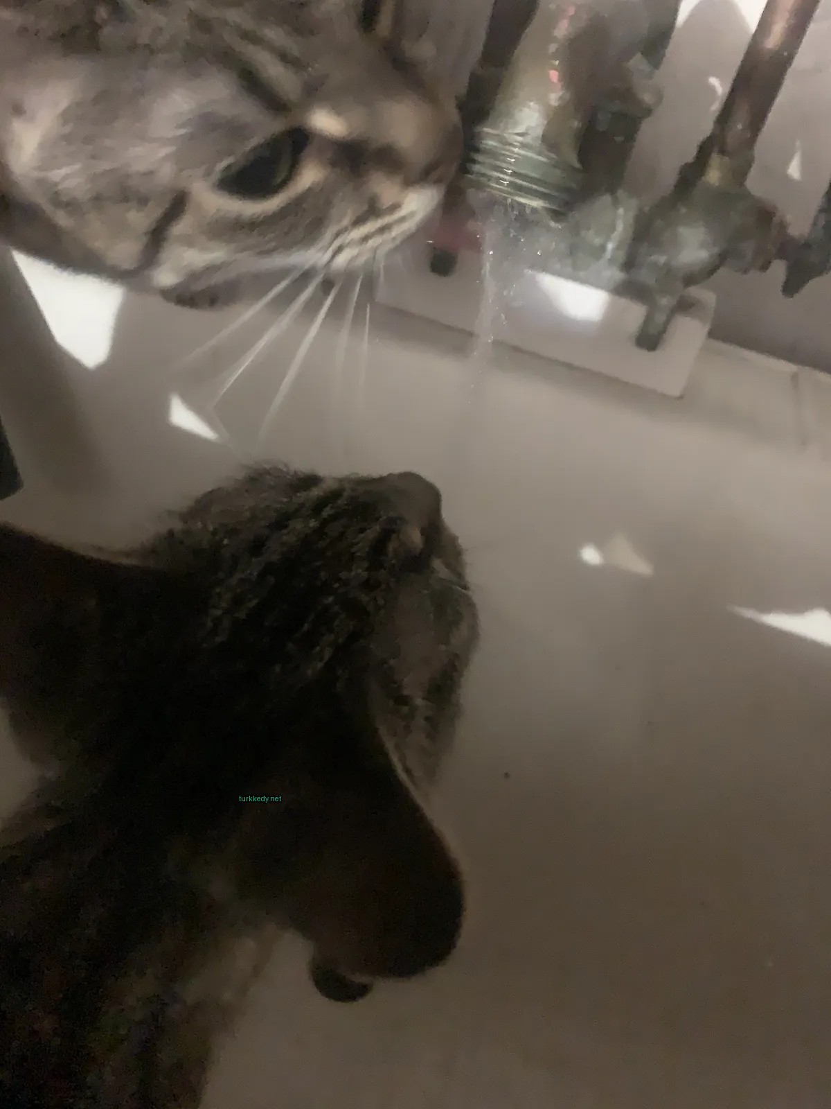 Bir kedi, bir su tesisinden su içiyor.