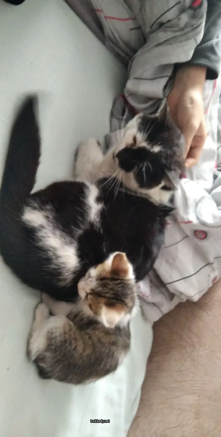 Siyah ve beyaz bir kedi, karnında bir kedi kediyle.