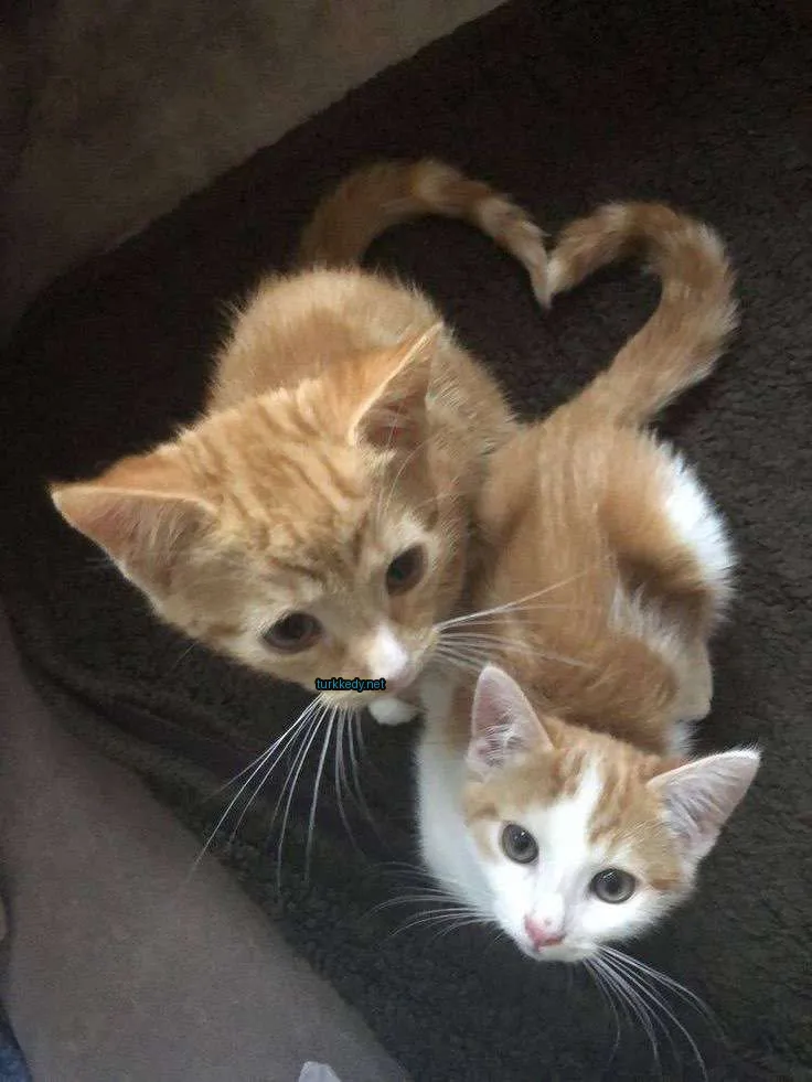 İki sarı ve beyaz kedi yavrusu yastık üzerinde yatıyor.