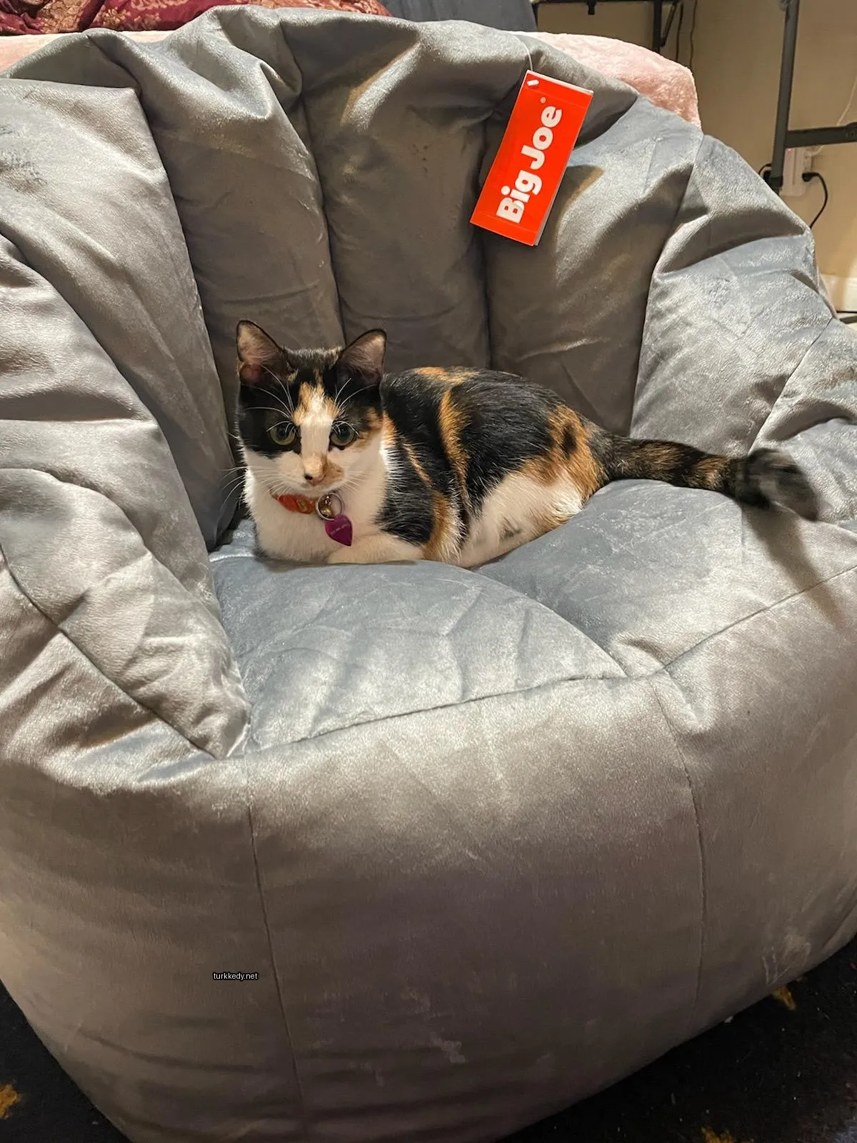 Bir kedi bir sandalyede oturuyor.