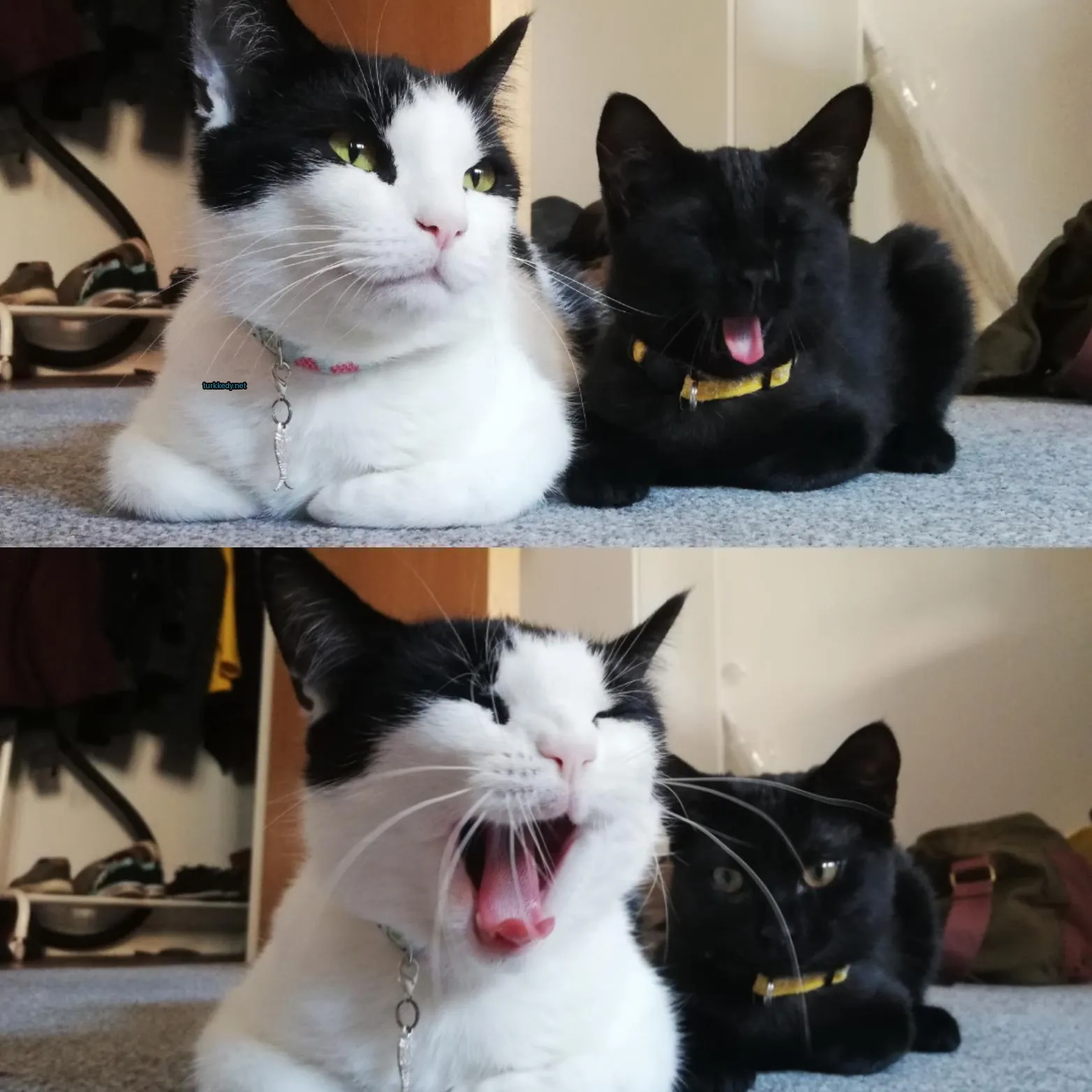 Siyah bir kedi, sarı bir kolye takılı, zemine yatılmış.