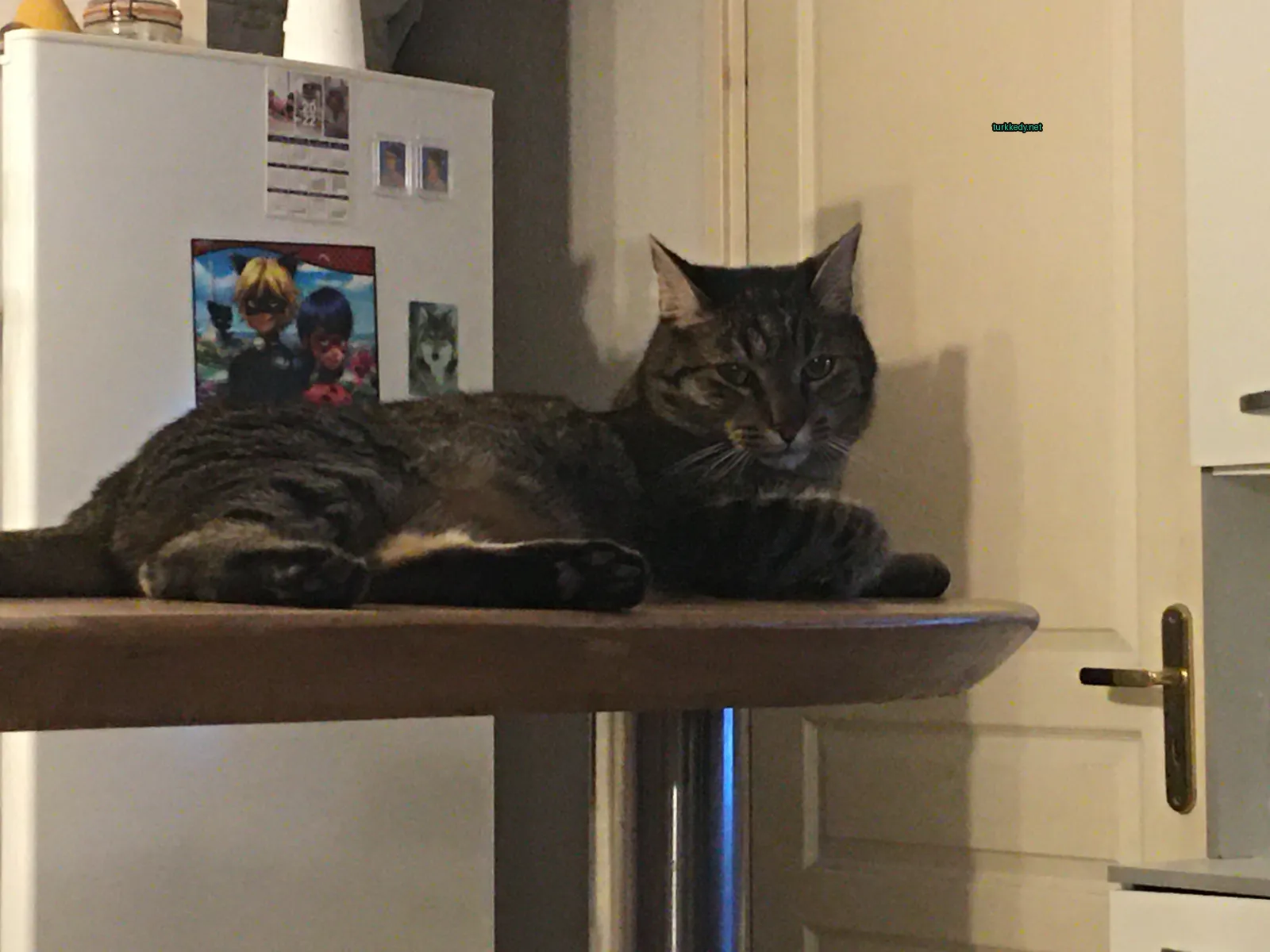 Gri ve siyah bir kedi, bir buzdolabının önünde bir masa üzerinde yatıyor.