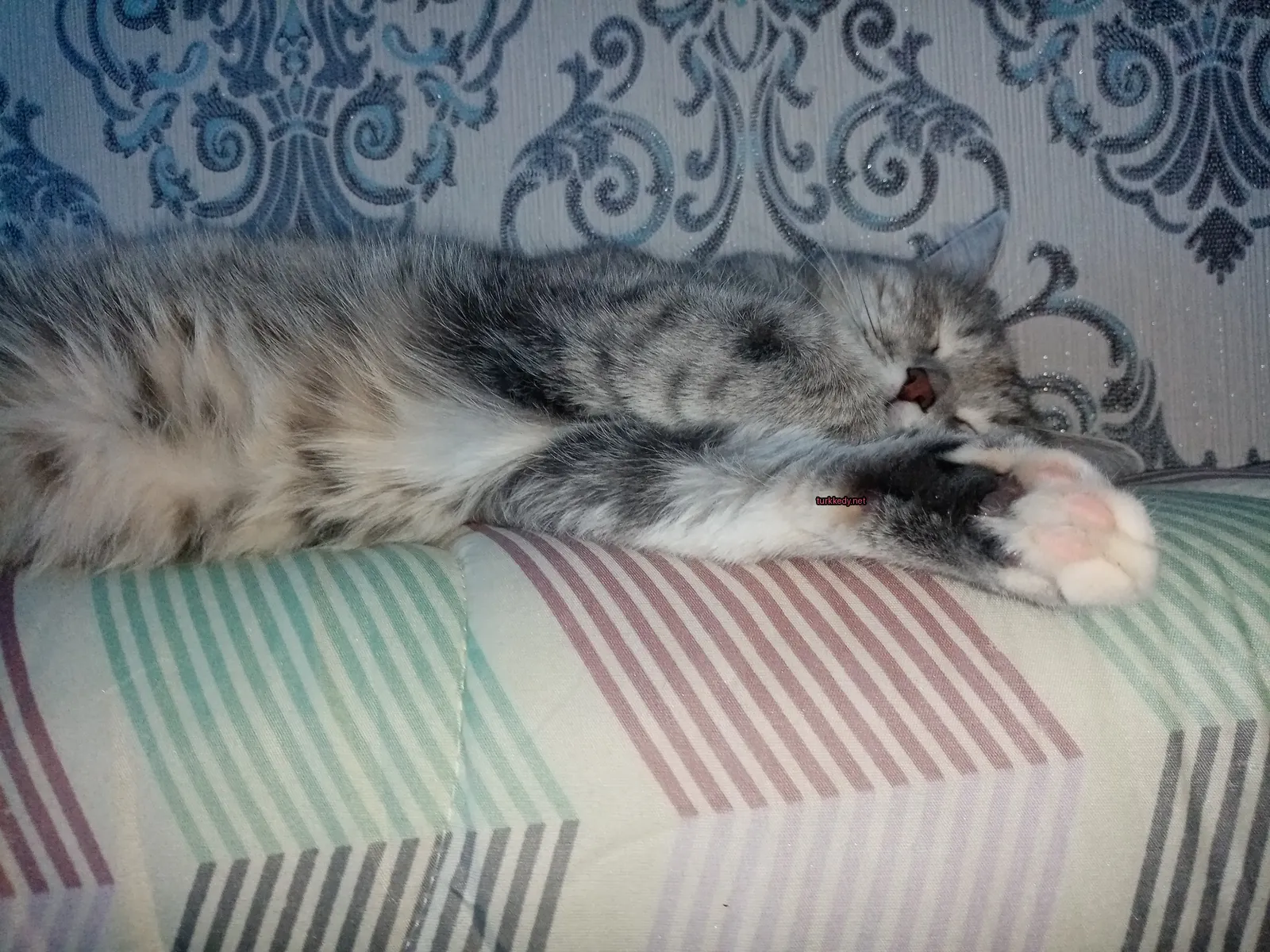 Gri ve beyaz bir kedi bir sofa üzerinde yatıyor.