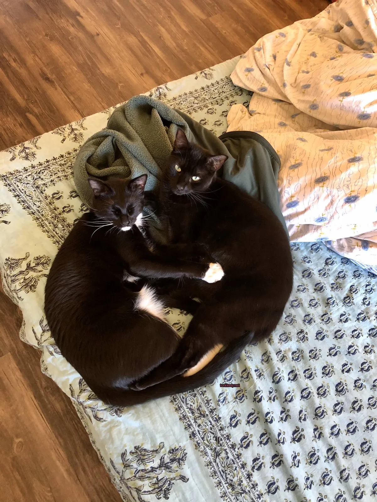 İki siyah kedi yatakta bir battaniye ve yeşil bir kazak üzerinde yatıyor.