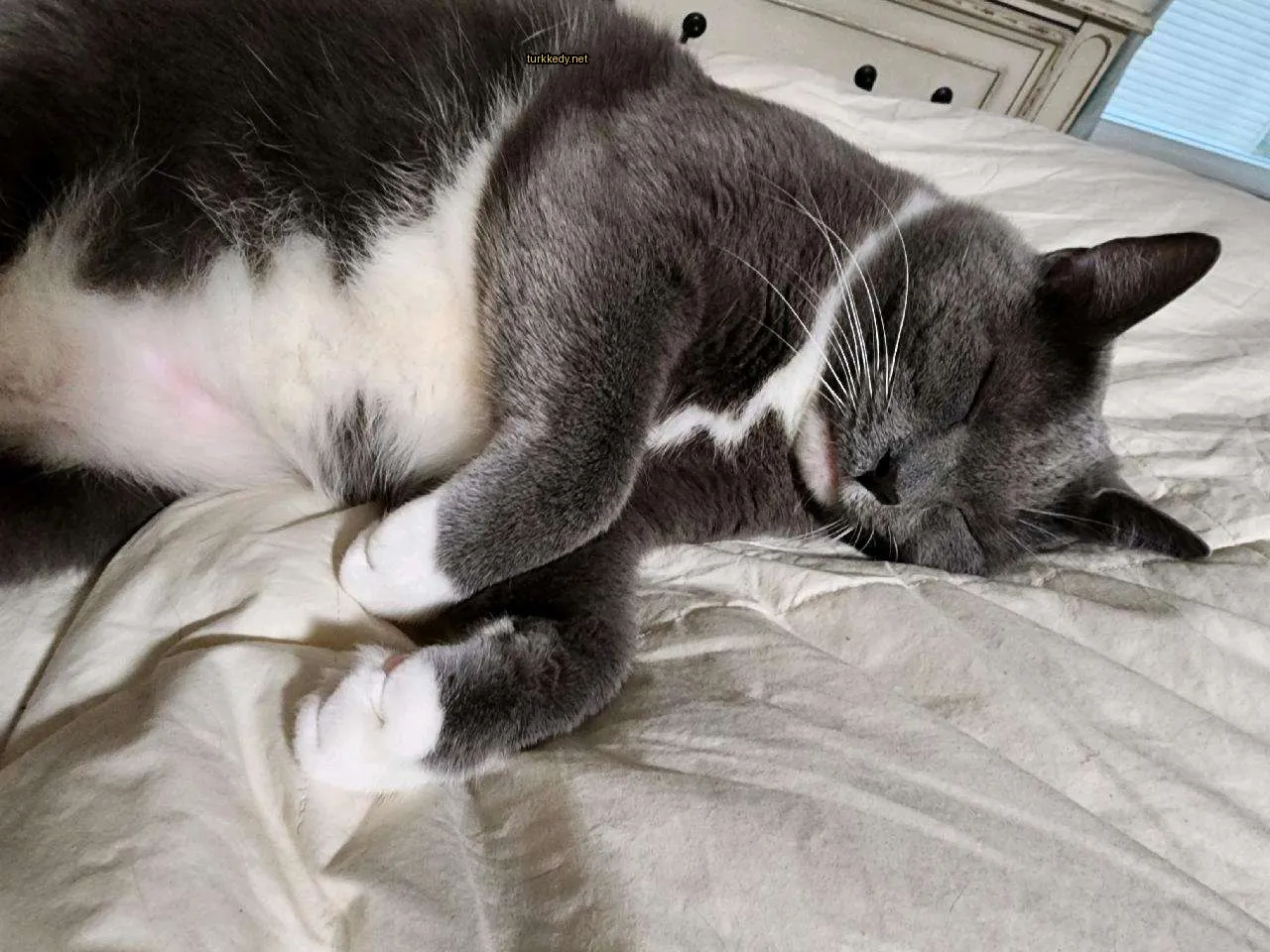 Gri bir kedi beyaz bir yatakta yatıyor.