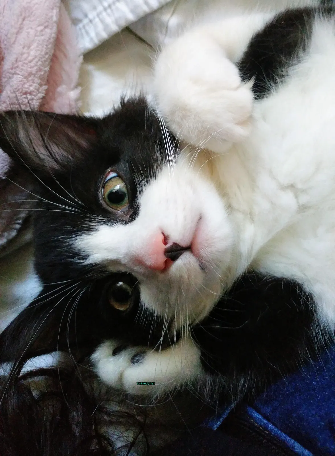 Beyaz bir kedi, pembe burunlu, beyaz bir bez üzerinde yatıyor.