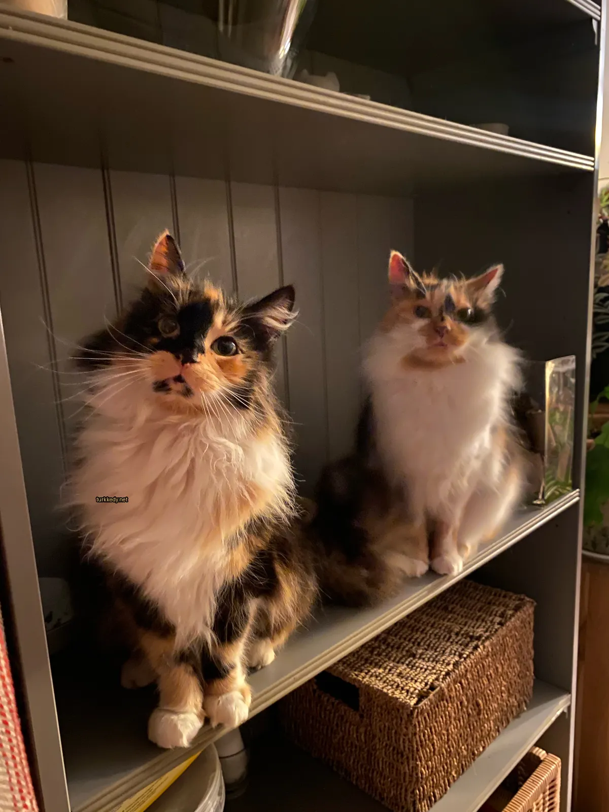 Siyah ve kahverengi desenli bir kedi bir raflarda oturuyor.