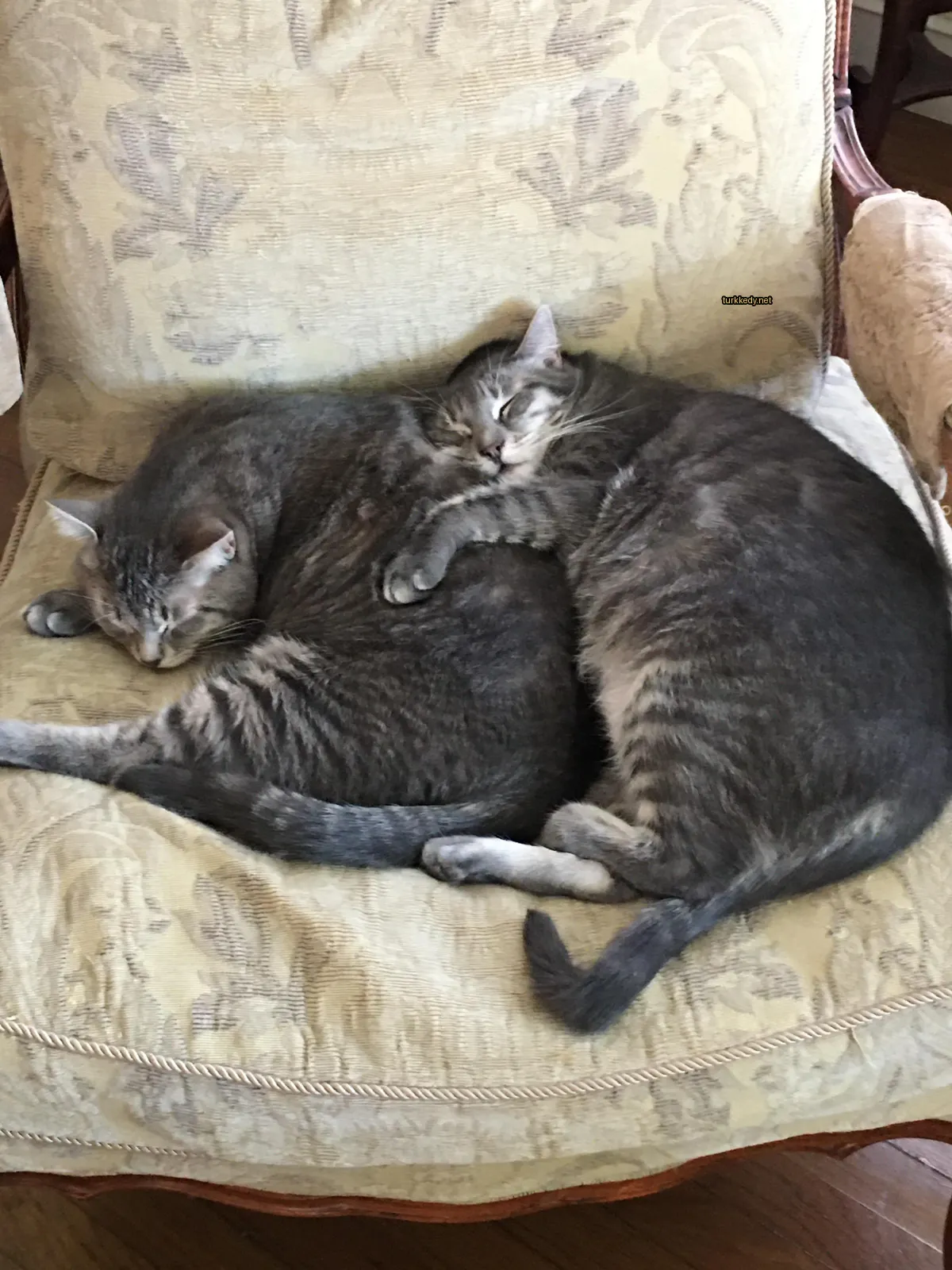 İki kedi bir sofa üzerinde yatıyor, biri gri ve beyaz, diğeri gri ve siyah.